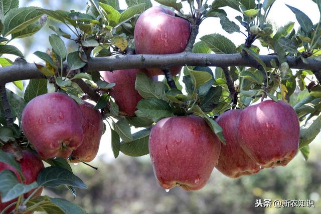 苹果无公害栽培革新，陕北地区无公害苹果种植技术，进来看看