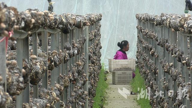 谷城：人勤春来早 香菇种植忙