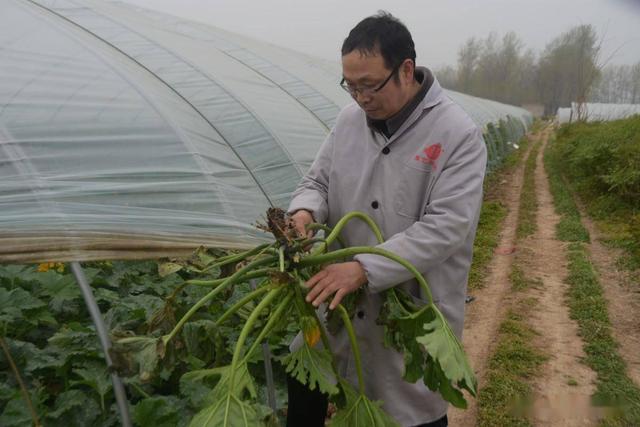 农民放大招！自制菌肥治疗重茬，高产收成轻松享！