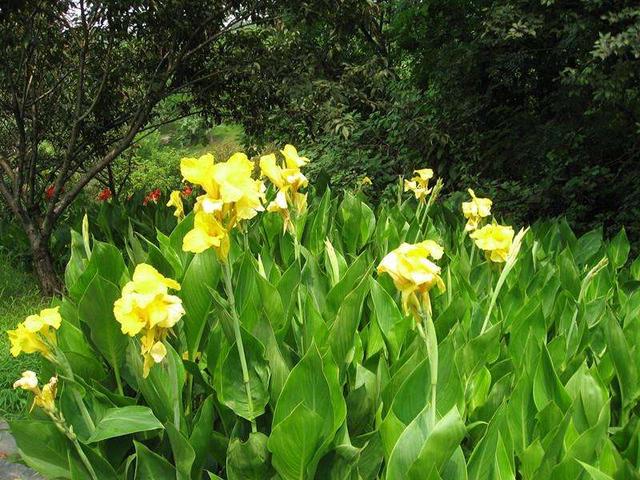 1种花，名曰“美人蕉”，花朵鲜艳大方，优雅高贵，来看怎么养