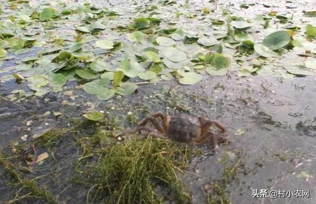 要想小龙虾养的好，你得学会种水草，种水草的5种方法你会吗？