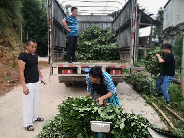 贵州从江县：林下种植板蓝根，“退出”一条致富路