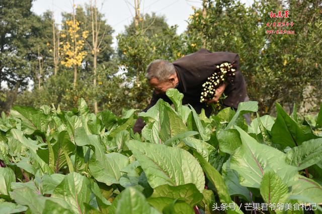 芒果君爷爷：红菜苔炒腊肉，品味湖北从这道中国名菜开始