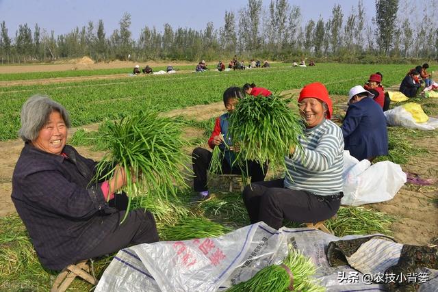 韭菜种植：播种移栽和挖根翻栽哪个方法好？各有哪些种植技巧？