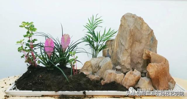 植物微景观那么火，今天教你如何制作