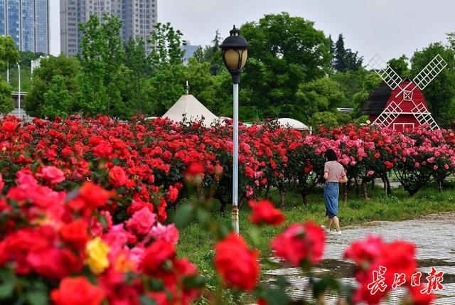 花？树？花树？反正美翻了