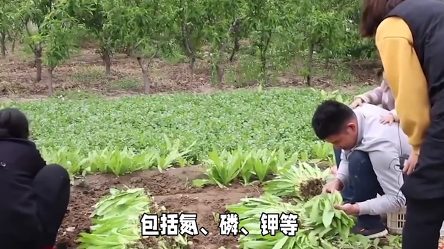 油麦菜种植简单，产量高，口感鲜嫩，营养丰富，使用有机肥料