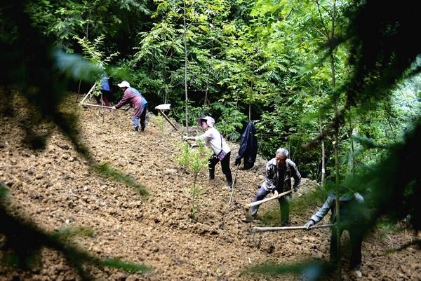 贵州大方：林下中药材种植让青山变“金山”