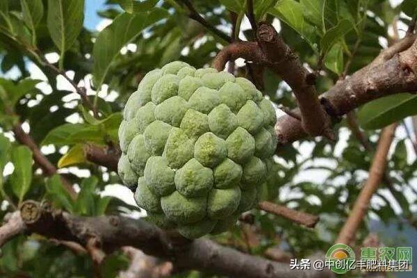 释迦果怎么种植和管理？