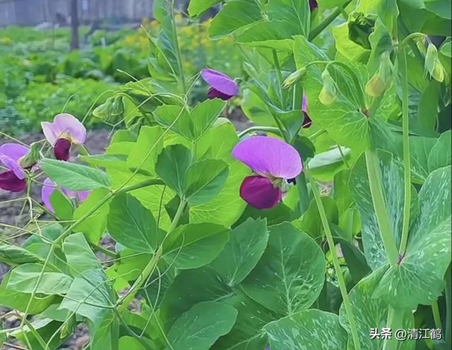 2月份可种哪些蔬菜？颜值担当好种易活，棚室露地均可抓紧育苗