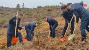 江西露天香椿种植基地(上饶市广信区开展2023年新春义务植树活动)