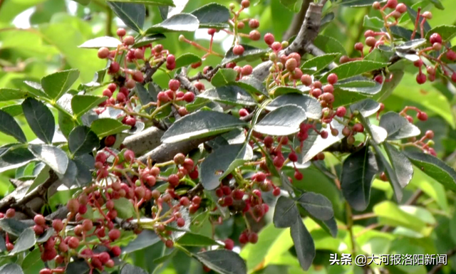 韩庄村来了小孙书记，村民们走上幸福小康路