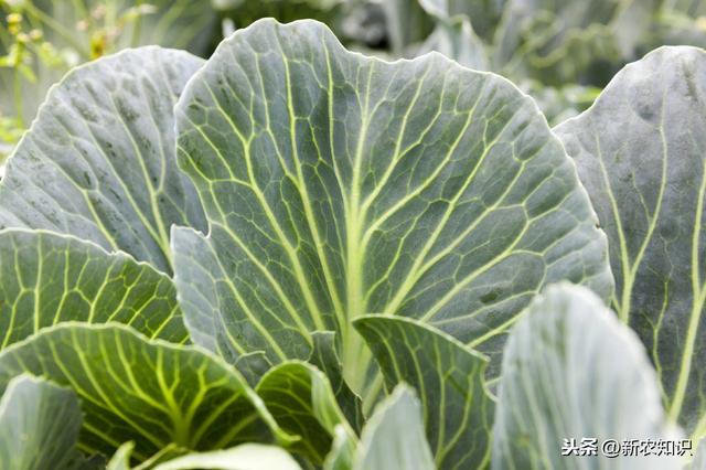 越冬甘蓝种植可满足市场需求，提高收入很简单，我来告诉你怎么做