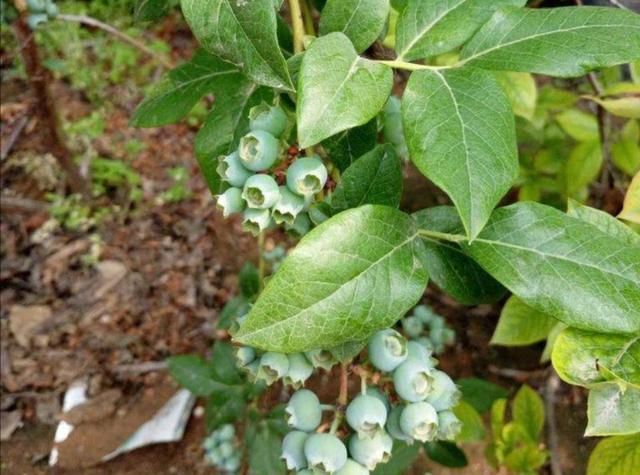 北方院子里，也能地栽蓝莓，做好这些细节，果实挂满枝头