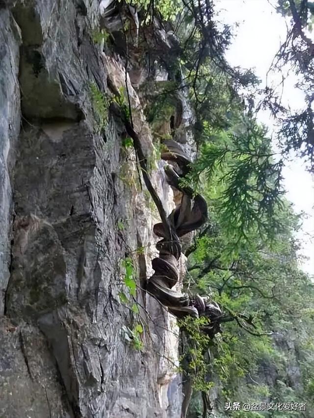 野外老桩，小心挖进牢里