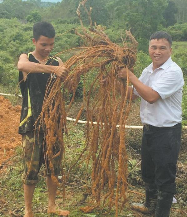 农村常见的杂草，如今被称为“南方小人参”，身价暴涨到300元1斤