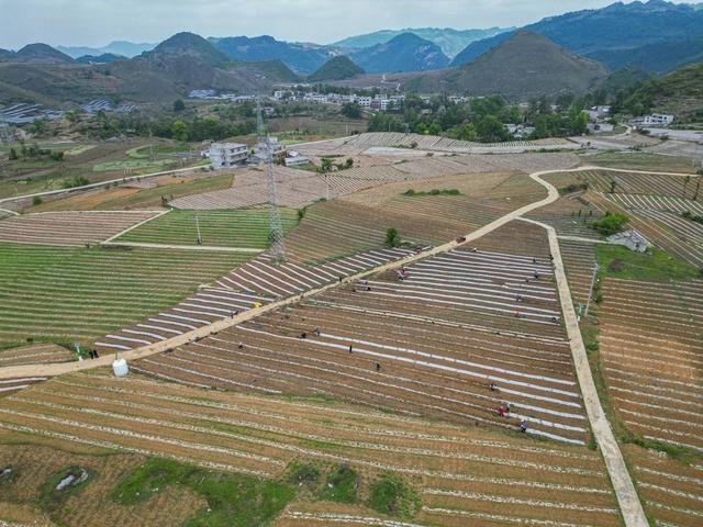 贵州织金：大豆玉米相伴走 复合种植促增收