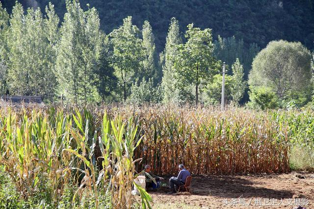 客商推广种植中药材“草乌”，农村6旬老人说第一年收入很意外