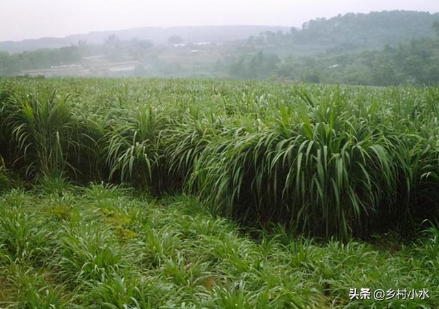 亩产25吨，养牛、养鱼的好饲草“桂牧一号”，种植1次可以利用5年