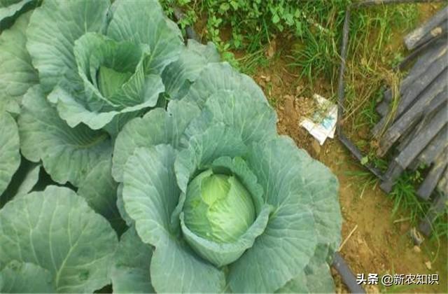 越冬甘蓝种植可满足市场需求，提高收入很简单，我来告诉你怎么做