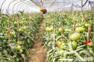 已知西红柿的种植面积(夏庄“杠六九”，甜蜜迎丰收)