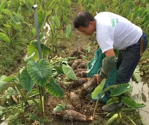 种植高产槟榔芋技术，采用化学防治方式提高产量。这几点不妨看看