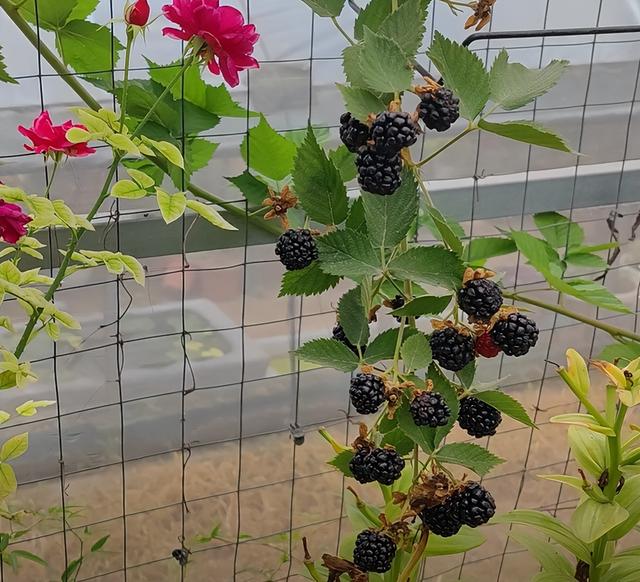 黑树莓营养丰富，有院子种墙根，没院子种花盆，一棵能结几十斤