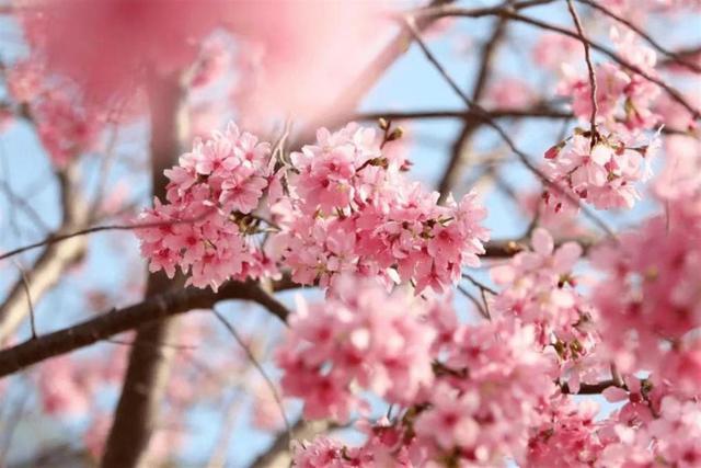 “襄”约春天赏百花，赏花采摘线路赶紧收藏