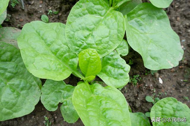 日光温室冬春茬落葵栽培技术，推荐大家种植方法，以及养护管理