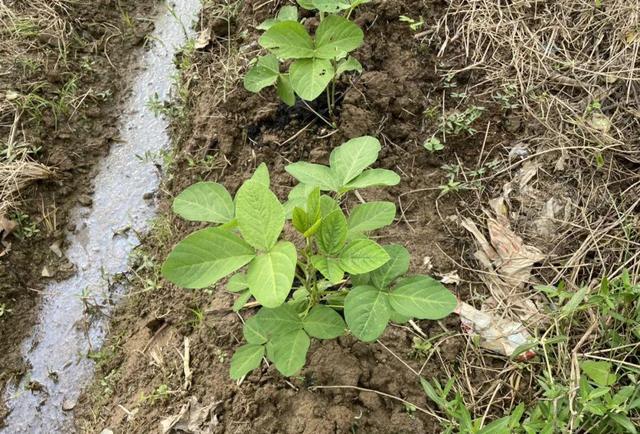 家庭种菜适合8月份播种的12种蔬菜