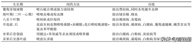 黑皇葡萄在海宁市的引种表现与栽培技术