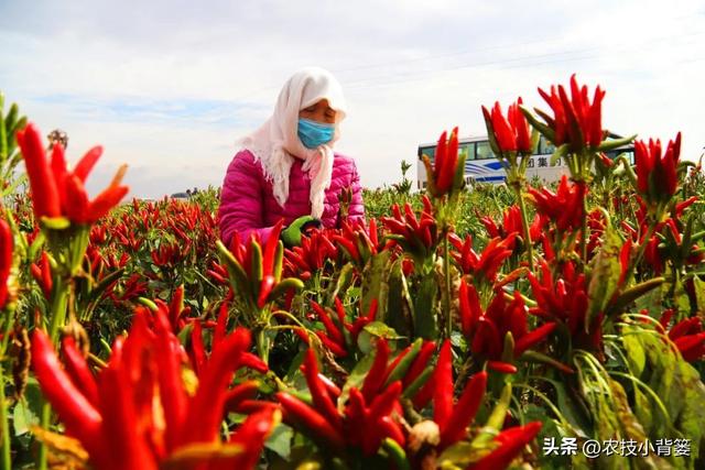 辣椒怎样栽种才能更多开花结果提高产量？教你几个种植技巧