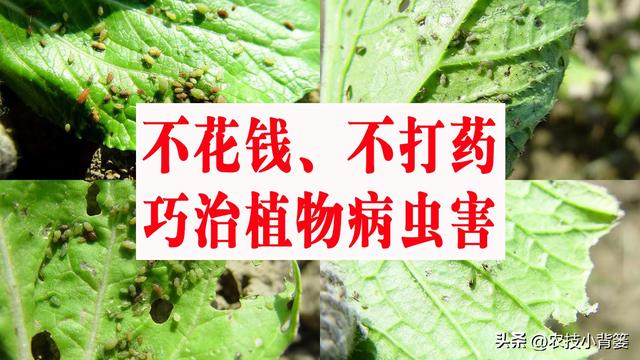 不花钱、不打药、绿色环保无公害，10个方法巧治植物病虫害