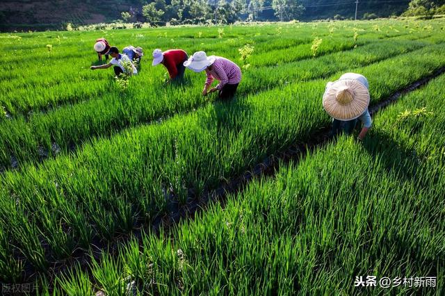 富硒香葱怎么种植才能高产？记住这些要点，一年四季都是采收旺季