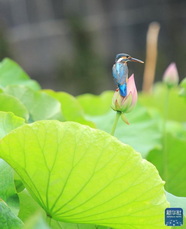 荷花宫样美人妆，荷叶临风翠作裳