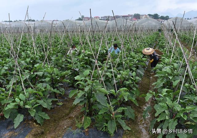 无论种植哪一种蔬菜，老农教你三个看家本领，种啥都长得好