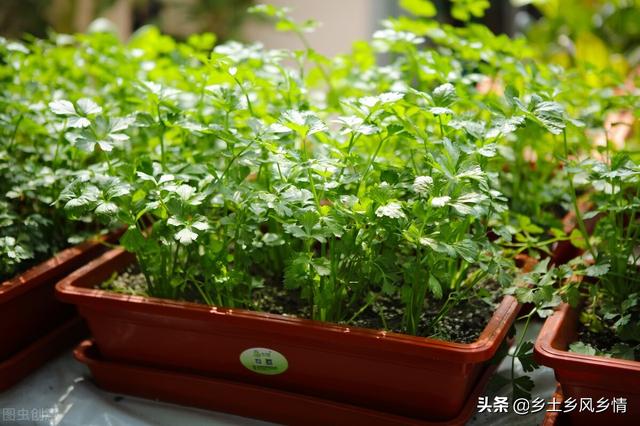 在大棚里种植蔬菜，加上一个“花盆”，收入立马就翻好几倍