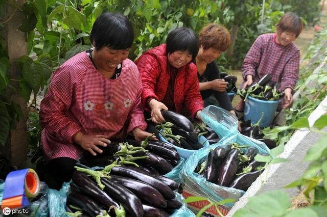 手把手教你种茄子！掌握6个关键技术，一年都有茄子吃