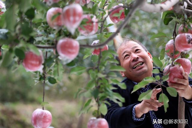 苹果无公害栽培革新，陕北地区无公害苹果种植技术，进来看看