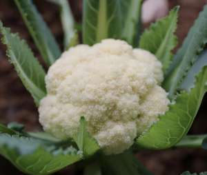 花菜的种植时间(栽培菜花的管理技术，此种植方法可提高花球膨大和质量)