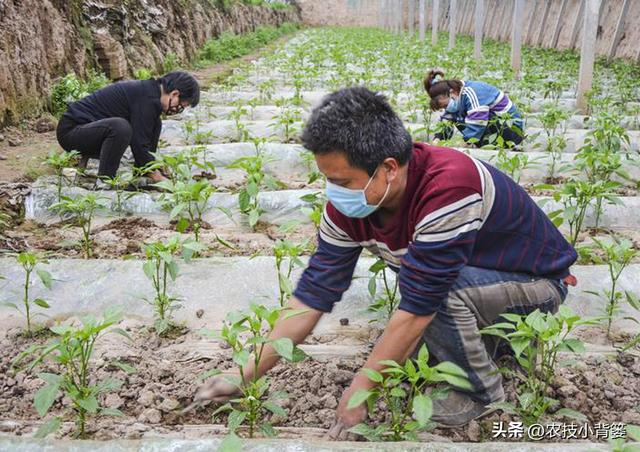 辣椒怎样栽种才能更多开花结果提高产量？教你几个种植技巧