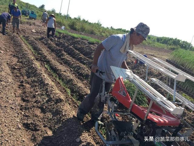 大葱种植找工难、用工贵，咋解决？