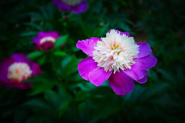 春季能栽芍药吗？怎样养护芍药才能美美开花？