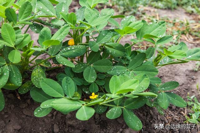 花生种植的全年时间表，从种植到收获，清晰明朗易执行，效果好