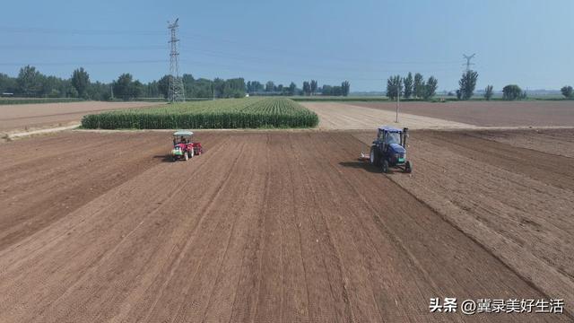 衡水市阜城县建桥乡：香菜种植 助农增收