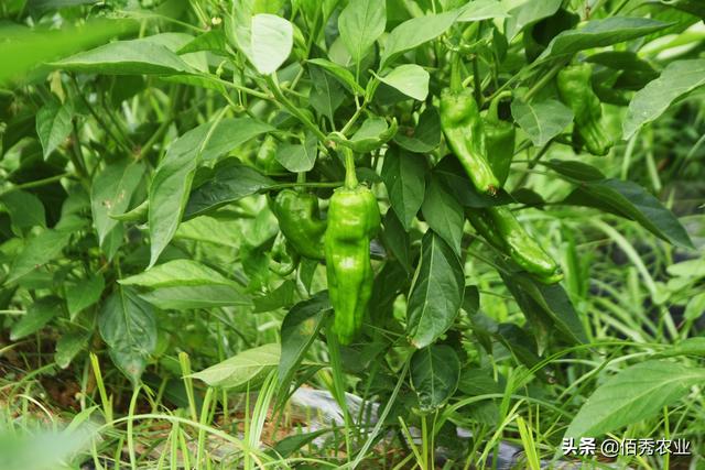 农民种植辣椒，遇多雨年份该怎么管理？4个措施保产量