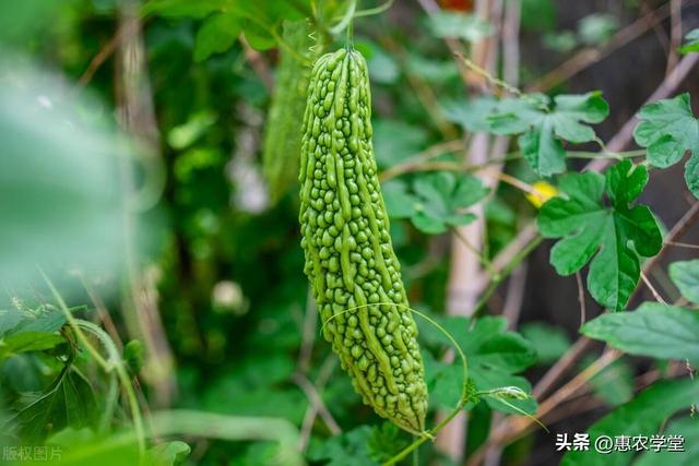 【夏季种植指南】大暑节气可以种什么蔬菜和水果？