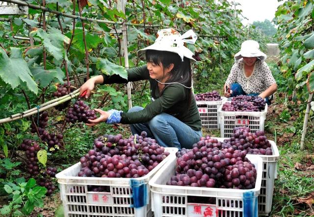 葡萄自由咋实现？周末qie这些地方，摘摘摘摘摘吧……