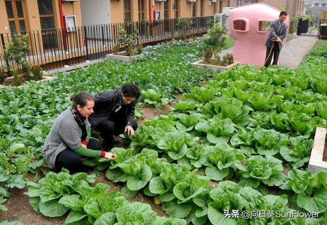 一个山东农民在俄罗斯十八年，扎根西伯利亚开荒、种地、种菜