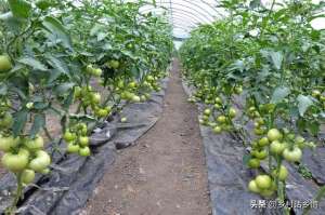 苦瓜的种植时间(2023年蔬菜种植时间表来了，什么季节种什么菜，一文就看懂)